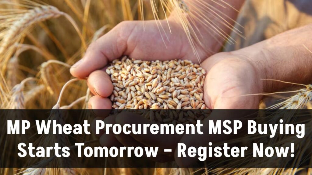 wheat-procurement-at-msp-will-start-from-tomorrow-in-mp-31st-march-last-date-for-registration