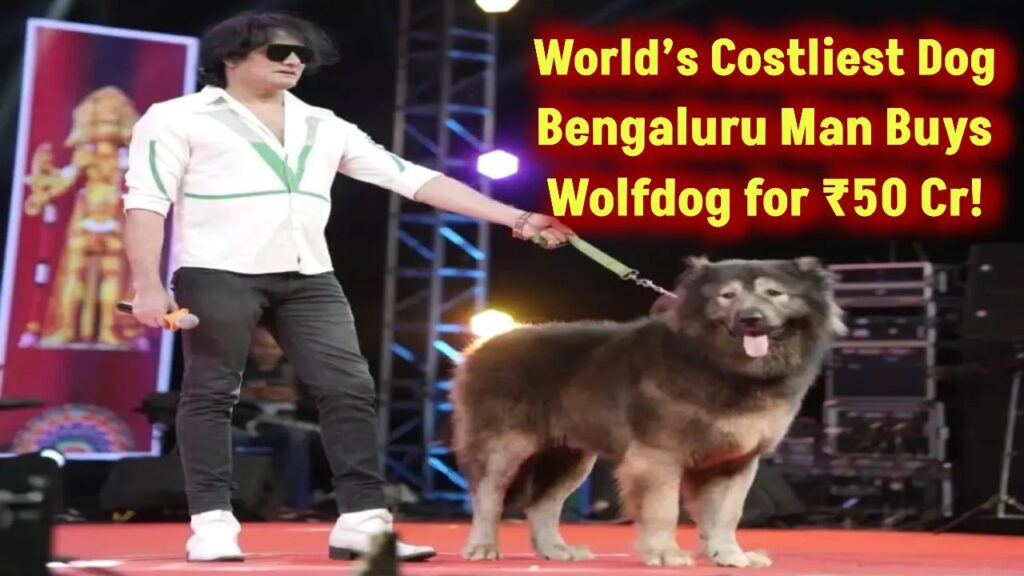 bangalore man s satish buys worlds most expensive dog cadabomb okami buys wolfdog for 50 crore rupess