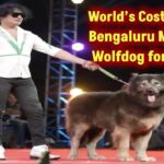 bangalore-man-s-satish-buys-worlds-most-expensive-dog-cadabomb-okami-buys-wolfdog-for-50-crore-rupess